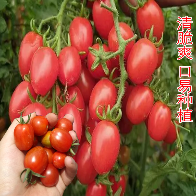 圣女番茄种子水果农家四季