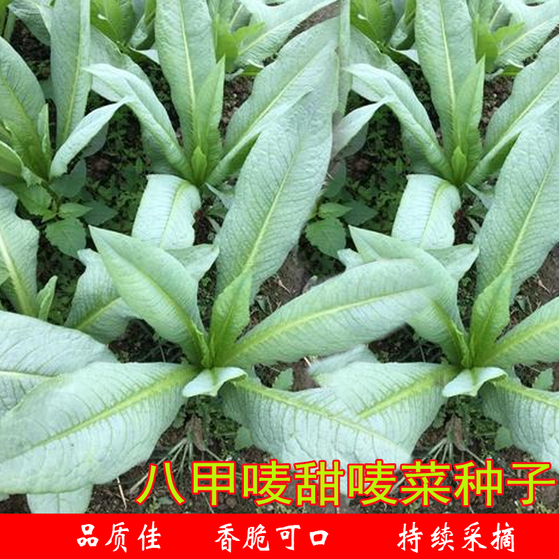 八甲麦菜种子尖叶苦爽脆农家