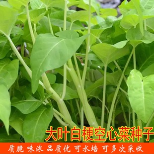 大叶白梗空心菜种子四季翁菜水生通菜种子秧苗春季青菜盆栽蔬菜孑