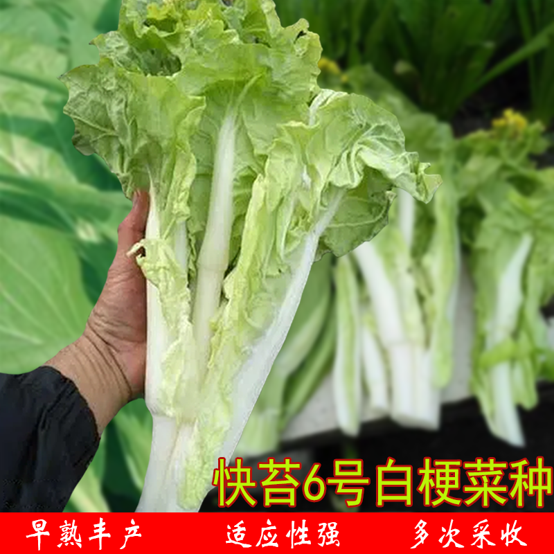 6号早熟白梗菜薹四季甜脆农家