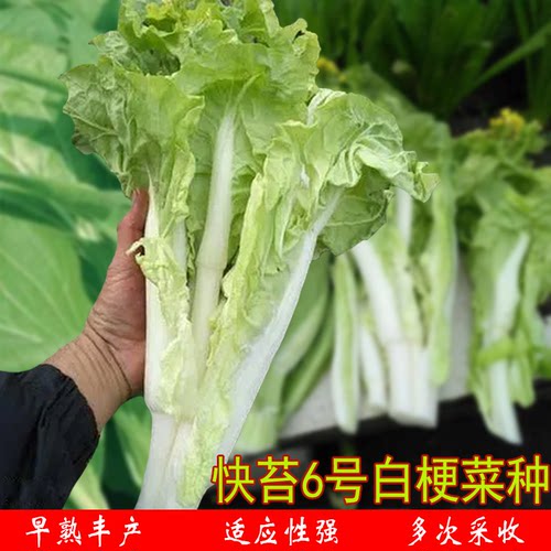 6号早熟白梗菜薹四季甜脆农家