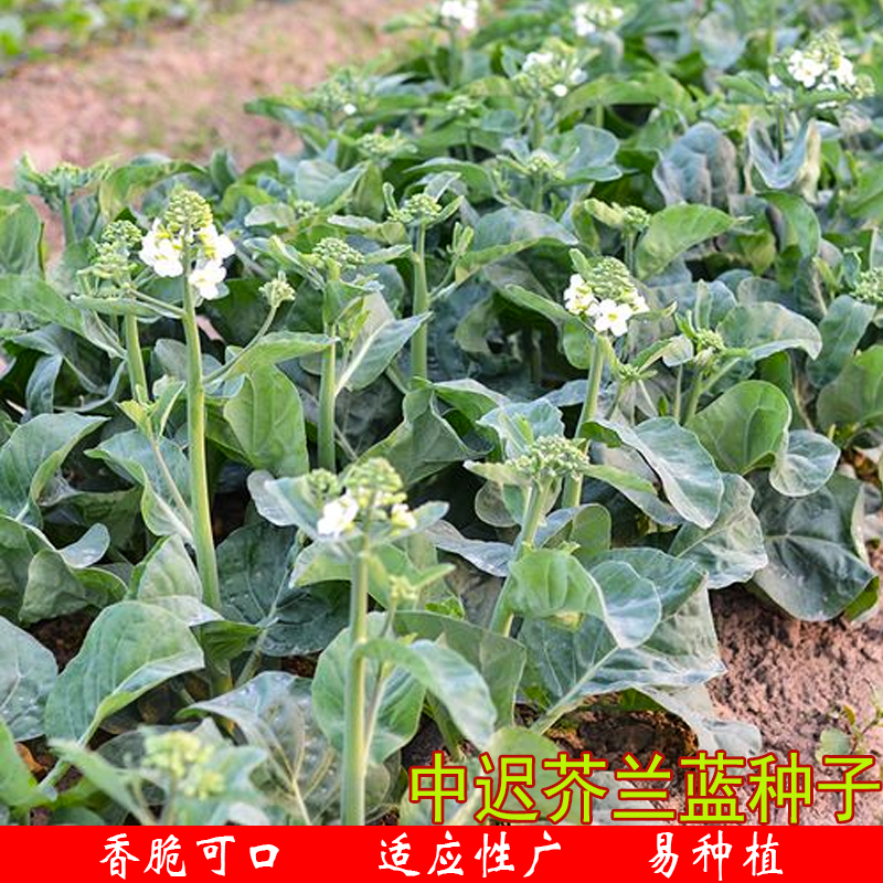 甜脆芥兰菜种子四季蔬菜