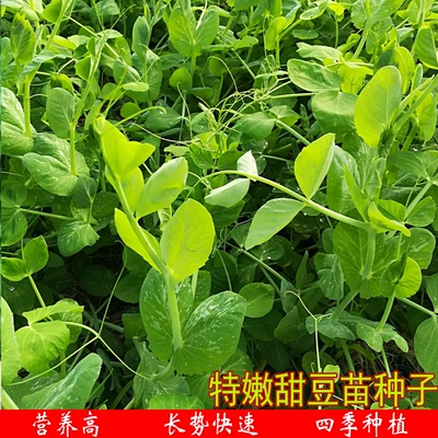 特嫩爽甜豆苗种子无土栽培芽菜四季阳台芽苗菜豌豆荷兰豆蔬菜种植