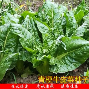 青梗牛皮菜种籽根达菜饭迟唛恭菜君达菜莙荙菜种农家庭院蔬菜种植
