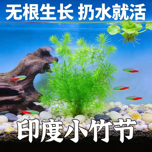 竹节草水草鱼缸专用印度竹节草水草植物孔雀鱼虾躲避中后景淡水增