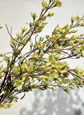 仿真枯树枝芽腊梅花荆棘枝野山藤插花造景摆件迎春干枝树杈家居