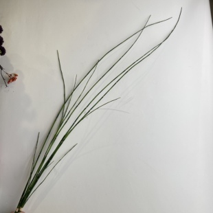 仿真木贼插花树枝线条型挑高素材剑叶刚草钢草细竹节日式中式花艺