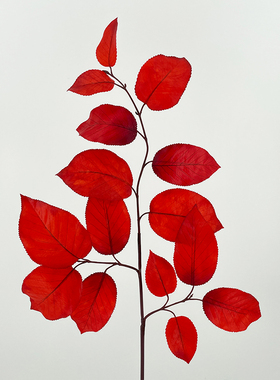 仿真红叶枫叶榉树叶树枝乌桕叶白桦树叶黄色树叶石楠叶家居软装