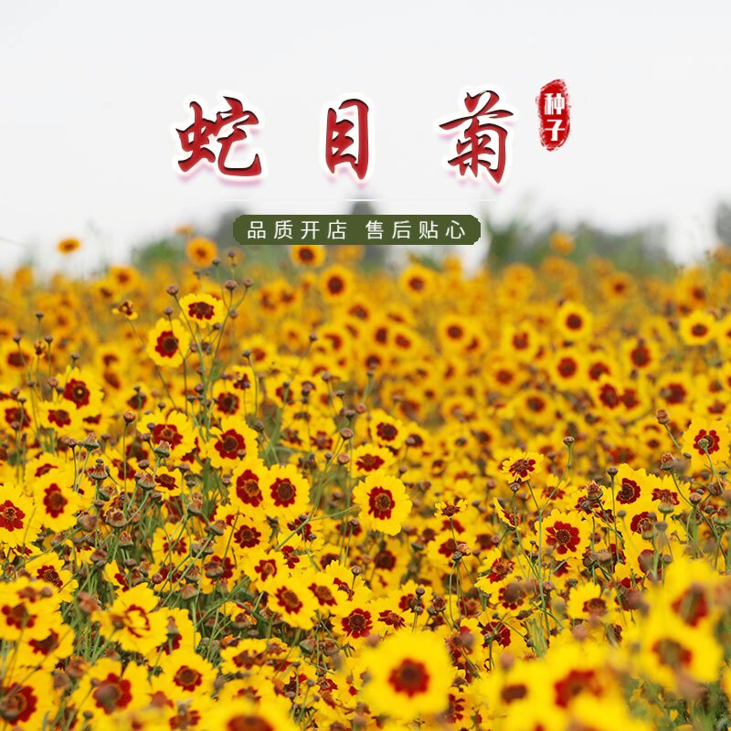 蛇目菊种子花种籽易播易活室外庭院阳台花卉种子孑开花早花期长