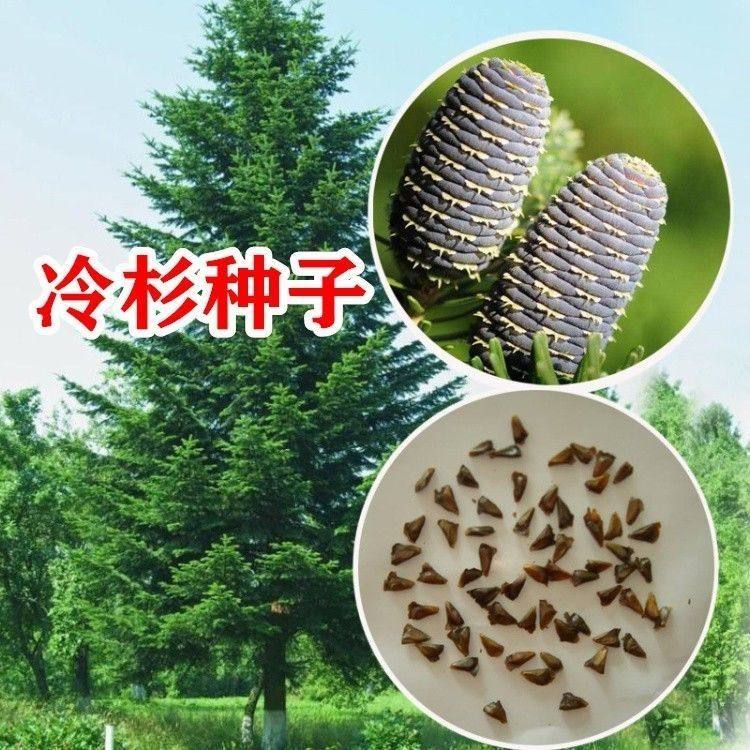 冷杉种子包邮四季常青杉树苗不落叶不发黄杉树景观绿化观赏当年采