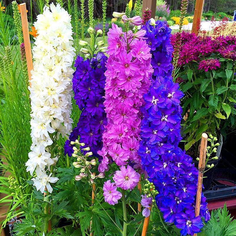 大花飞燕草种子多年生庭院四季花卉种子室内外阳台花海易种易活