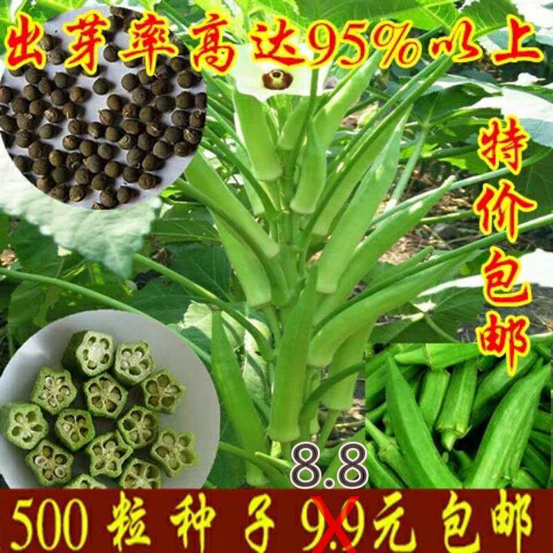 黄秋葵种子红秋葵种子蔬菜羊角豆种子台湾五福杨贵妃