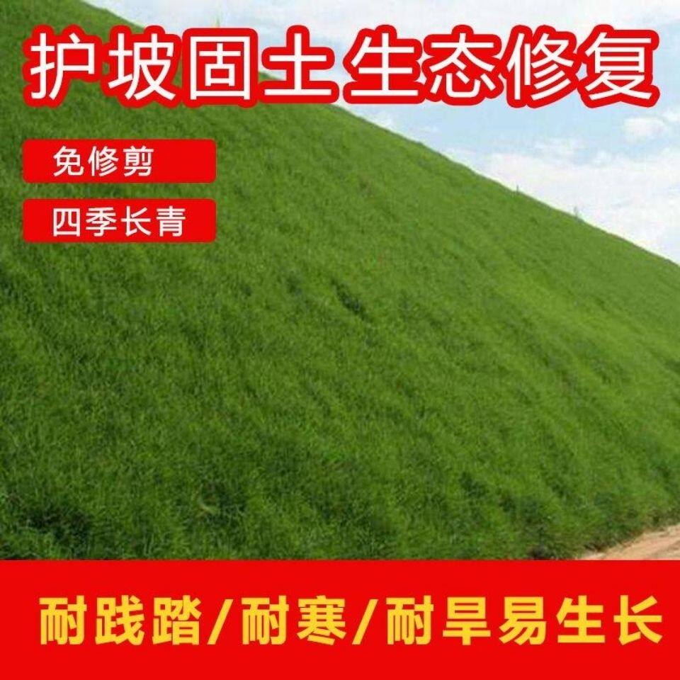 护坡固土草籽耐寒耐旱四季常青高羊茅鱼塘河堤高速边坡绿化草种子
