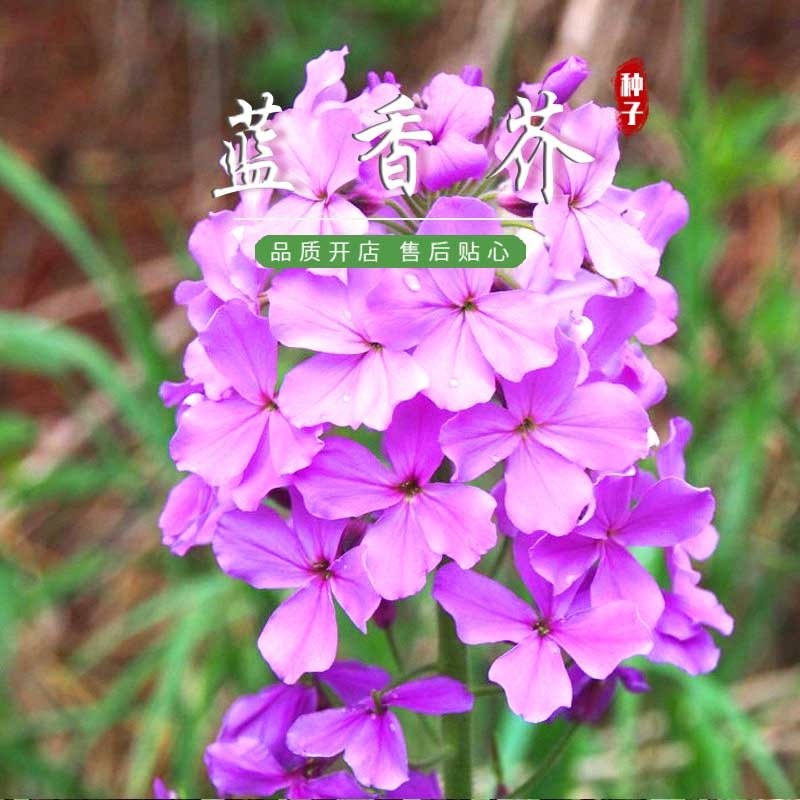 蓝香芥种子秋季易活多年生花海室内室外庭院易播花种籽子