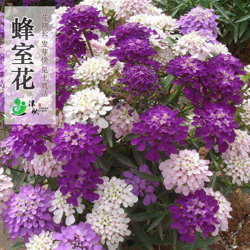 蜂室花种子屈曲花珍珠球四季易种阳台盆栽花坛花境切花花卉芳香籽