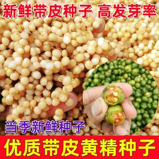 新鲜黄精野生鸡头黄精种子带芽老虎姜种苗带皮黄精种黄精苗黄金苗