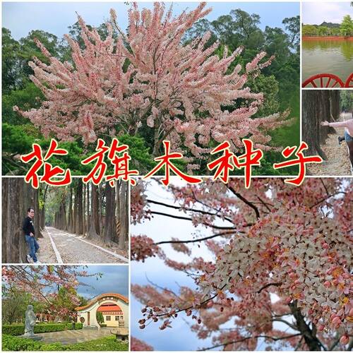新采花旗木种子桃红阵雨树,泰国樱花,绒果决明种籽子绿化树种