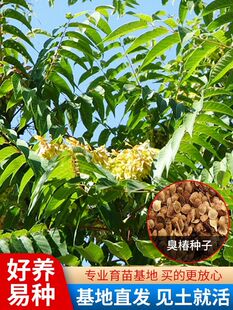 新采臭椿树林木种子红油香椿种子臭椿种子乔木护坡灌木造林树苗籽