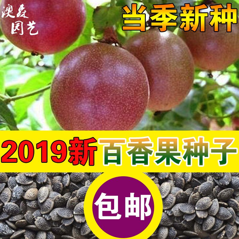 百香果种子四季播满天星紫香西番莲多年生黄金鸡蛋果种籽瓜果种子