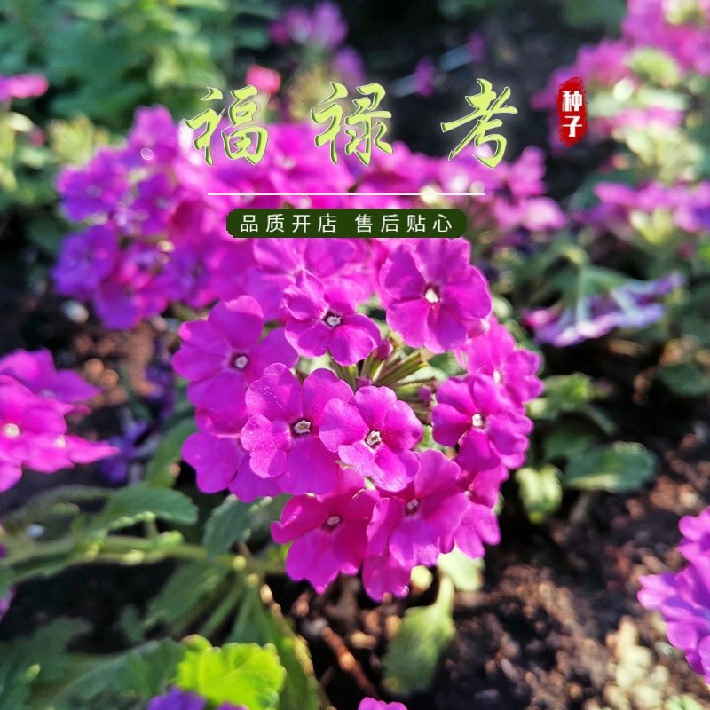 福禄考花种籽易播易活室外庭院阳台花卉种子孑开花早花期长