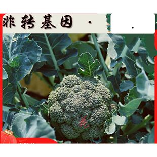 西兰花籽四季播蔬菜种非转基因绿花菜菜苗可四季阳台盆栽青菜子籽