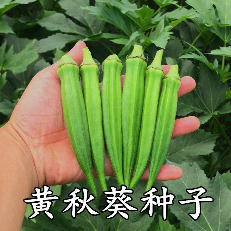散装黄秋葵种子秋葵种黄秋葵种子嫩滑四季蔬菜庭院大面积高产包邮