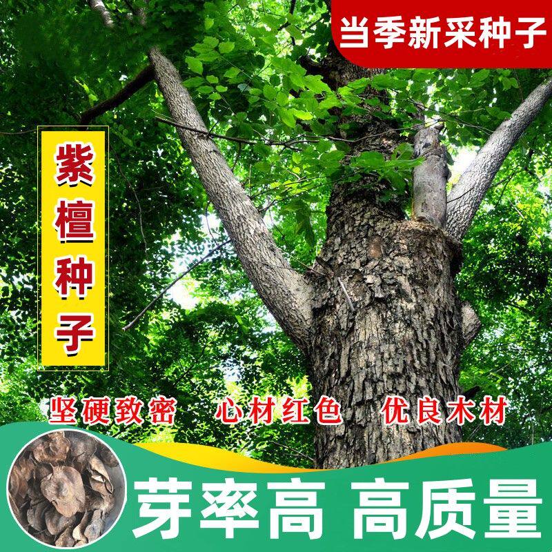 新采紫檀种子 免运费 印度小叶紫檀树种子 檀香树种子