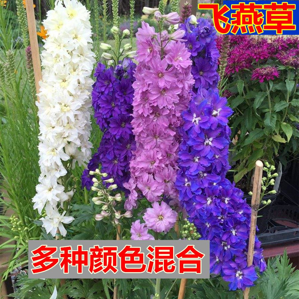 大花飞燕草种子干鸟草千鸟花多年生景观绿化观花花卉种子草花花籽