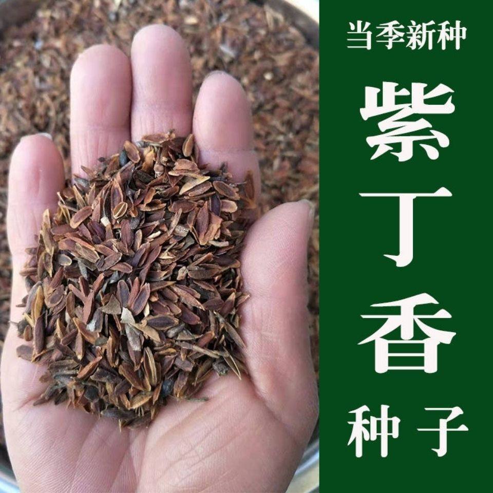 紫丁香种子 丁香树种子 北方耐寒 优质紫丁香花种子暴马丁香种子