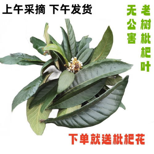 30年老树枇杷叶送枇杷花包邮
