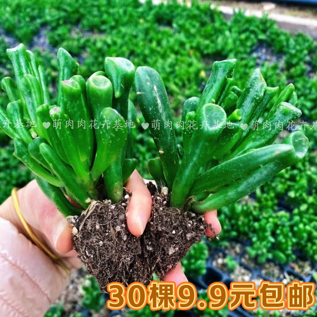 吸财树招财猫多肉大颗植物好养室内阳台花卉绿植盆栽盆景组合盆栽
