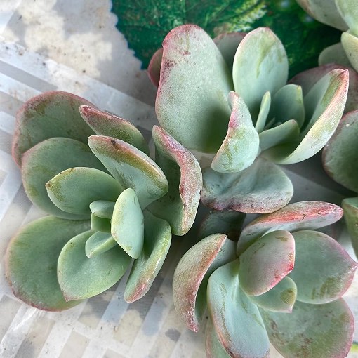 多肉植物白凤血凤砍头种繁殖苗碧桃紫乐懒人易度夏新手好露养巨型