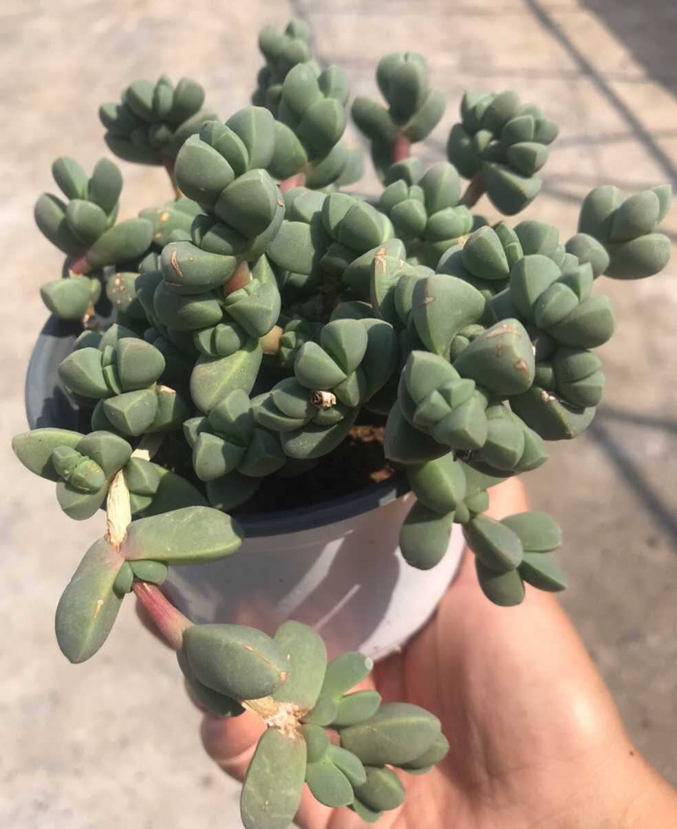 碧玉植物英文
