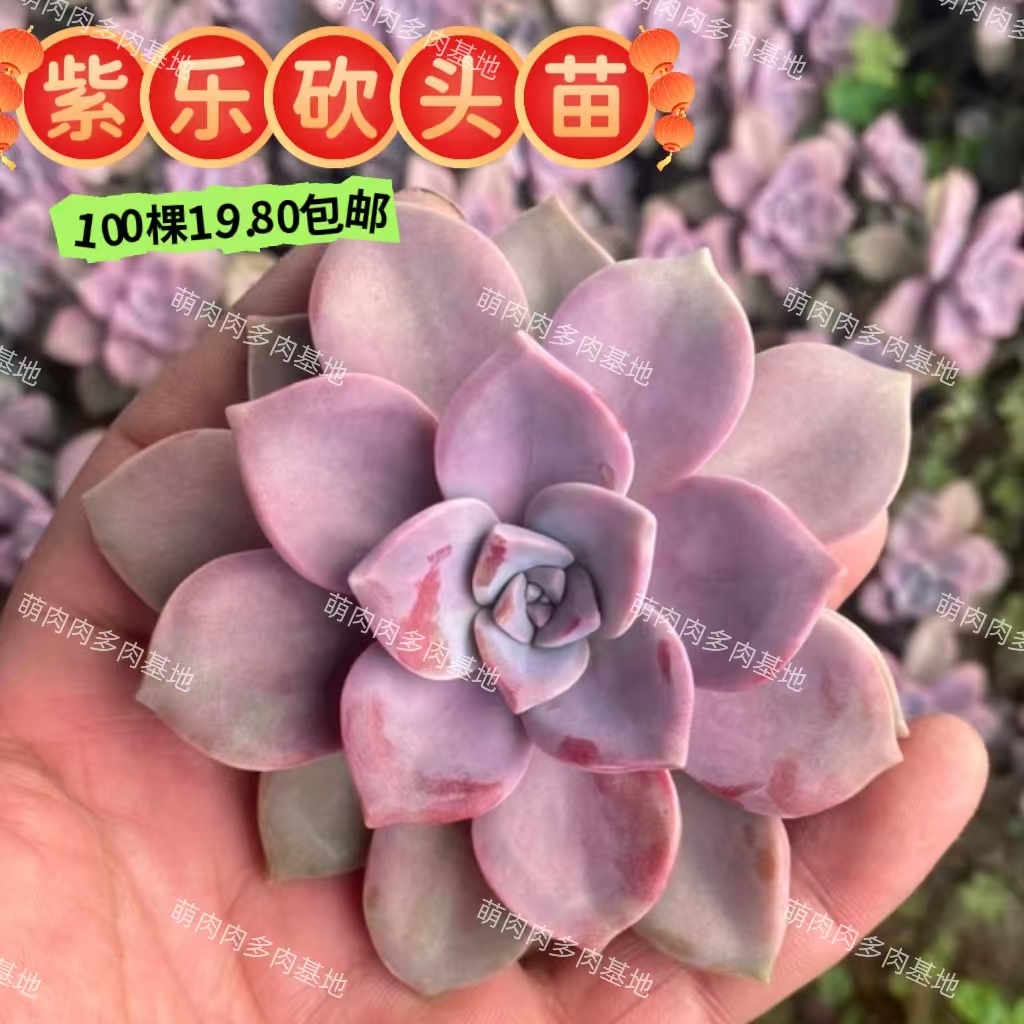 多肉植物砍头苗紫乐碧桃秋丽淡雪