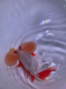 【直播专拍】凤高丹凤文凤珍珠水泡蝶尾泰冒