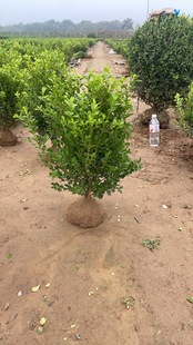 小叶瓜子黄杨四季不落叶耐寒植物室内外