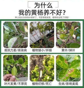 黄杨树专用肥防黄叶枯萎病炭疽枯叶白粉病药盆栽黄杨杀菌剂