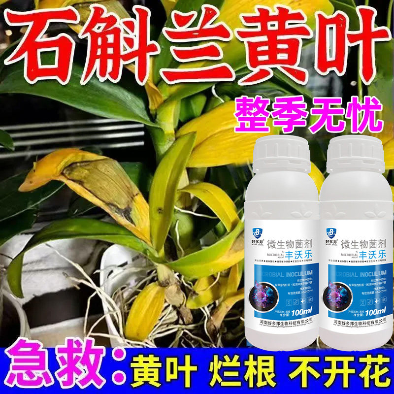 铁皮石斛药石斛黄叶根腐叶斑病全治杀菌剂黑斑病灰霉叶锈病灰霉病