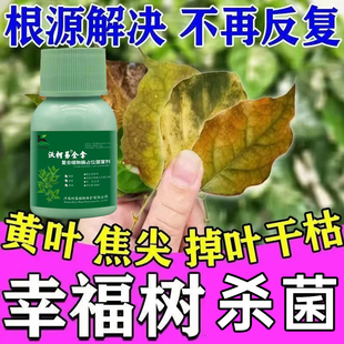 幸福树营养液专用肥料急救叶子干枯掉叶枯萎病枯叶防黄叶烂根卷叶
