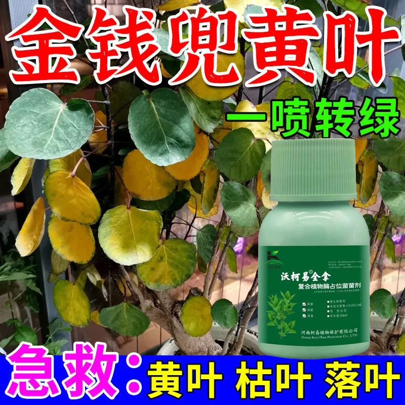 金钱兜营养液金钱桐圆叶福禄桐钱树黄叶掉叶干枯病菌清防黄叶肥料