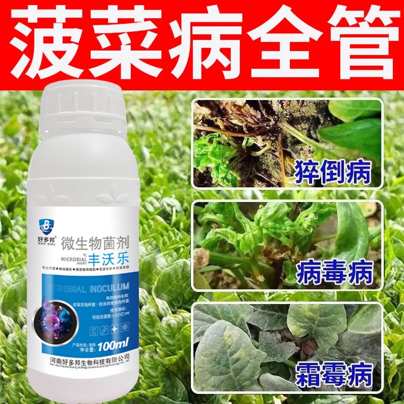 菠菜白斑病专用药菠菜病害全治叶片长白斑叶菜病害叶斑病专用菌剂