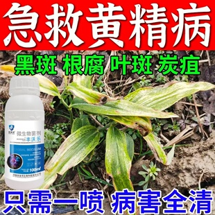 黄精病全治黄精黄叶根腐专用药黄精专用防病药黑斑叶斑炭疽杀菌剂