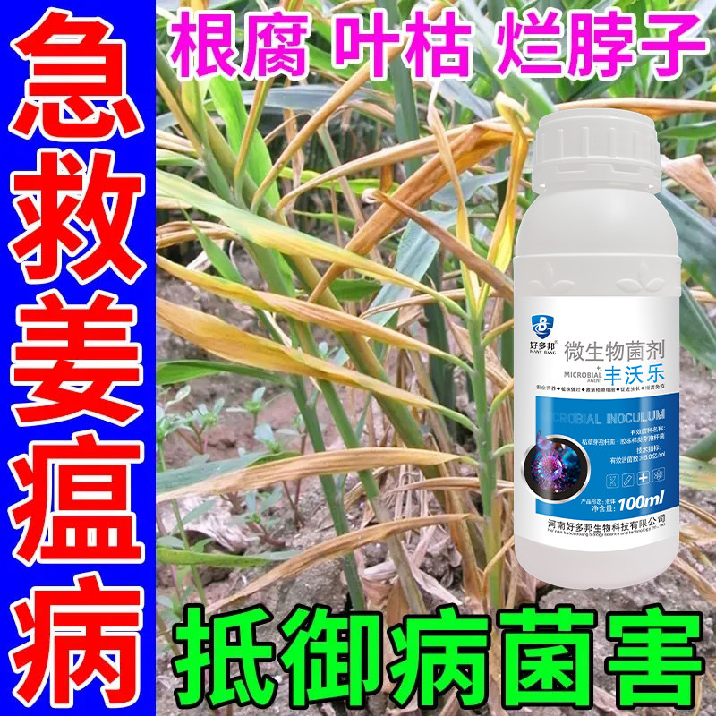 生姜病全治姜瘟灵姜瘟净全套特效药大姜死苗烂根黄叶姜瘟杀菌剂