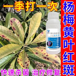 杨梅树专用药治癌肿病褐斑病卷叶黄叶红斑病杨梅保花保果专用肥料