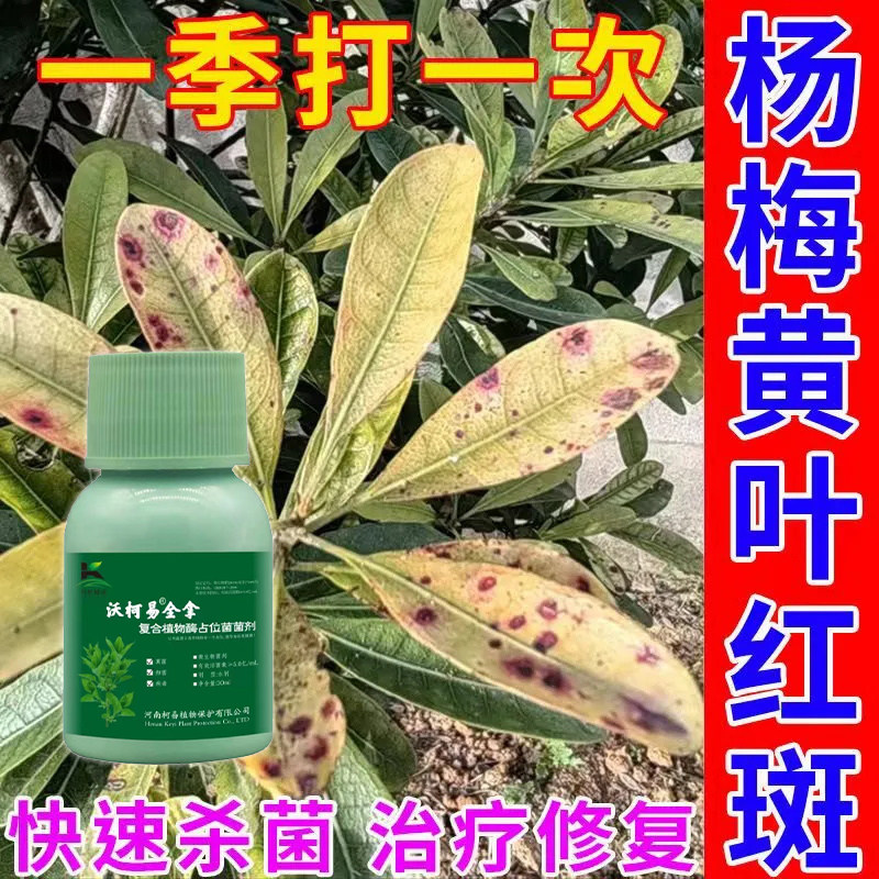 杨梅枯枝病生物菌剂杨梅灰霉病杀菌专用药白粉病炭疽病僵果病叶斑图片