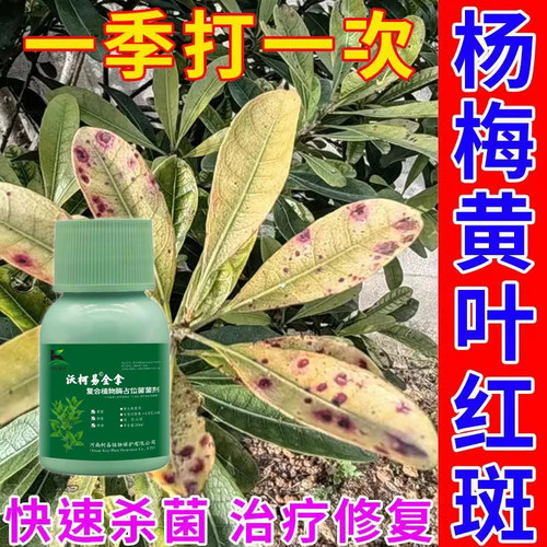 杨梅枯枝病生物菌剂杨梅灰霉病杀菌专用药白粉病炭疽病僵果病叶斑