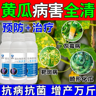 黄瓜叶黄斑病霜霉病白粉枯靶斑药拉直长黄瓜病害清专用叶面肥增瓜