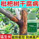 枇杷树脱皮药枇杷树干腐病专用药树干脱皮脱落掉皮腐烂病枯萎病药