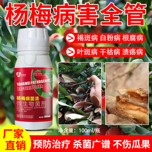 杨梅树专用药黄叶病凋萎病枯枝病根腐病褐斑病营养液复合肥红斑病