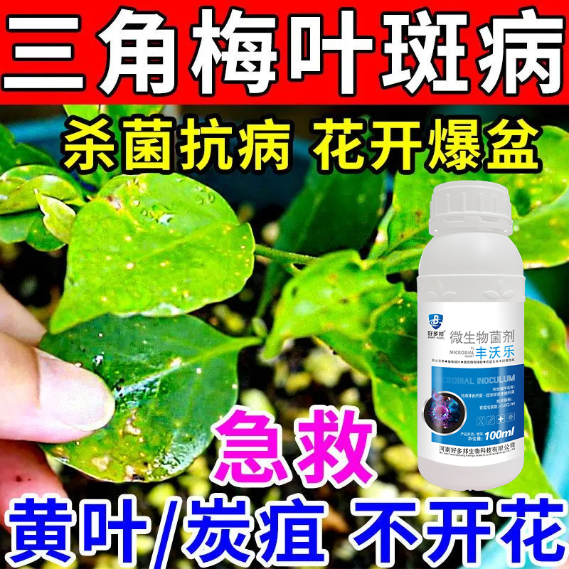 三角梅杀菌剂专用菌剂枯枝枯叶病掉叶花蔫黄叶病专用花卉病菌杀